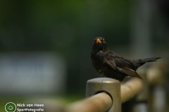 NVH_0358
